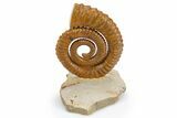 Early Devonian Ammonoid (Anetoceras) - Tazarine, Morocco #300405-3